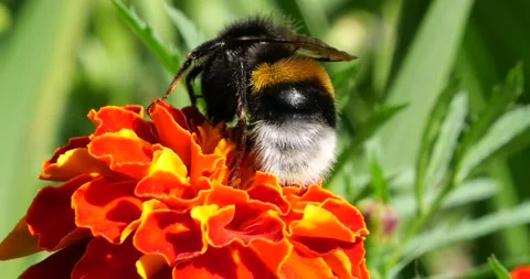 Bumblebee on marigolds flower. Summer macro shooting. Stock Footage 220604626
