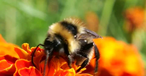 Bumblebee on marigolds flower. Summer macro shooting. Stock Footage 220604680