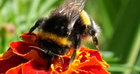 Bumblebee on marigolds flower. Summer macro shooting. Stock Footage 220604723