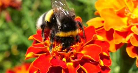 Bumblebee on marigolds flower. Summer macro shooting. Stock Footage 220604724