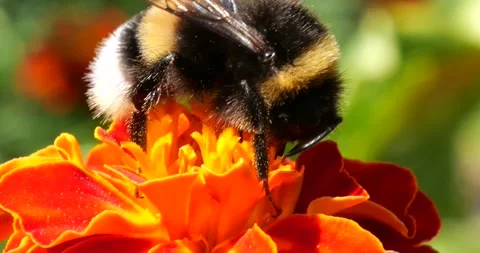 Bumblebee on marigolds flower. Summer macro shooting. Video stock 220604791