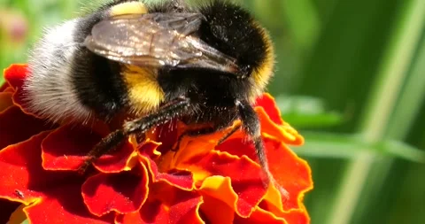 Bumblebee on marigolds flower. Summer macro shooting. Stock Footage 220604812