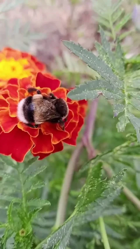 Bumblebee on marigolds Stock-Footage 316295568