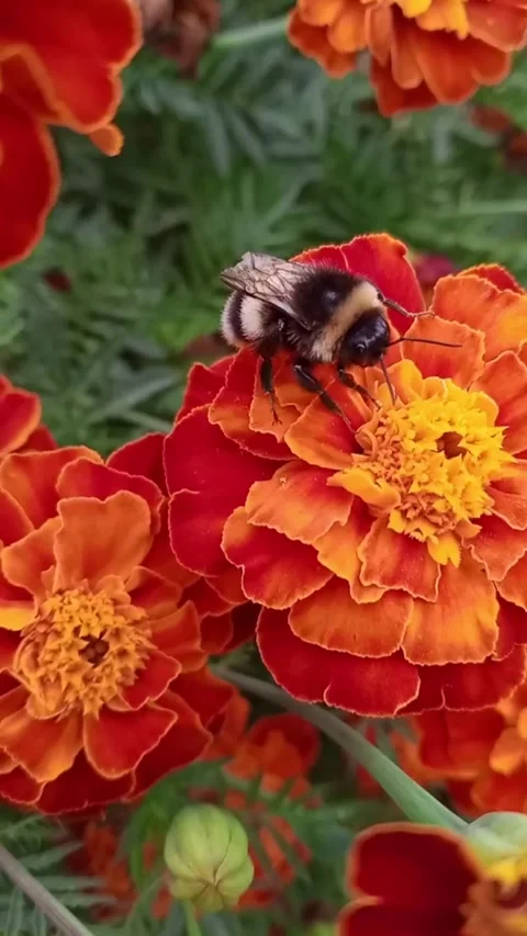 Bumblebee on marigolds Stock-Footage 316295634