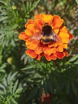 Bumblebee on marigolds Stockfoto's