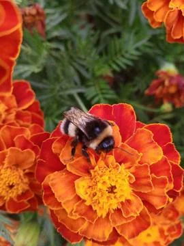 Bumblebee on marigolds Фото