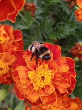 Bumblebee on marigolds Stockfoto's