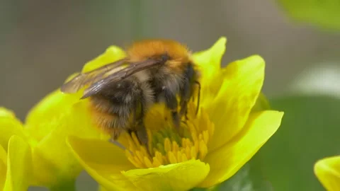 Bumblebee on marsh-marigold(Caltha palustris) close-up Stock Footage 283582023