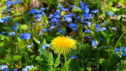Bumblebee on a meadow flies over a flower of yellow dandelion Stock Footage 131215427