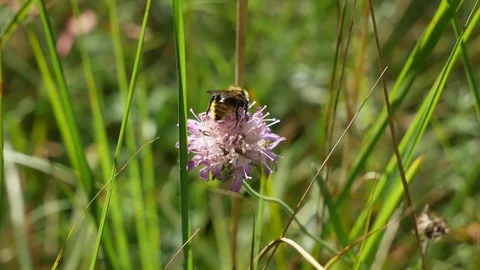 Bumblebee on a meadow. Stockbeeldmateriaal 117047114