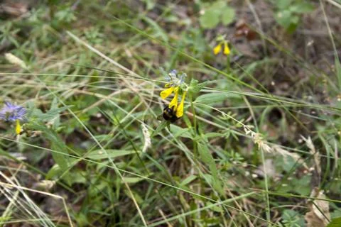 Bumblebee on a meadow with wildflowers in spring Stock Photos