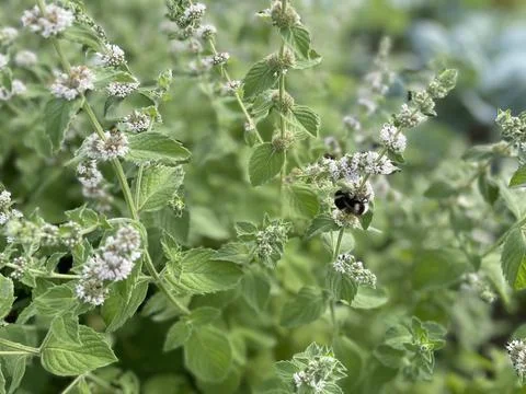 Bumblebee On Melissa Fotos de archivo