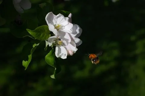 Bumblebee in mid-flight Stock Photos