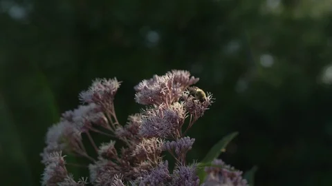 Bumblebee on milkweed flower Video stock 114994360