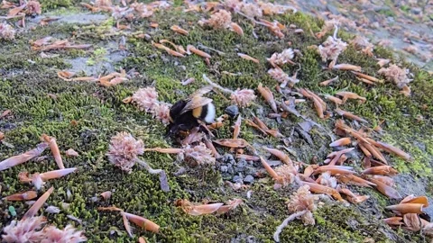 Bumblebee on Moss Among Fallen Leaves and Flowers Video stock 341635855