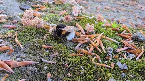 Bumblebee on moss and fallen leaves in nature Video stock 341676794
