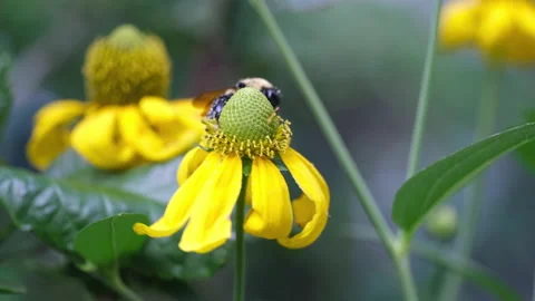 Bumblebee moving across flowers Stock Footage 239875241