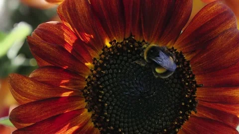 Bumblebee moving around the dark centre of a red bi-color sunflower, wings Stock-Footage 342222117
