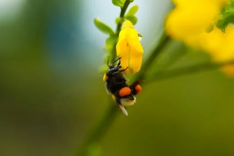 Bumblebee with nectar on yellow flower Stock Photos