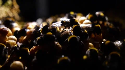 Bumblebee Nest – 4K Cinematic Camera Movement &amp; Backlight (Bombus terrestris) 스톡 동영상 320671658