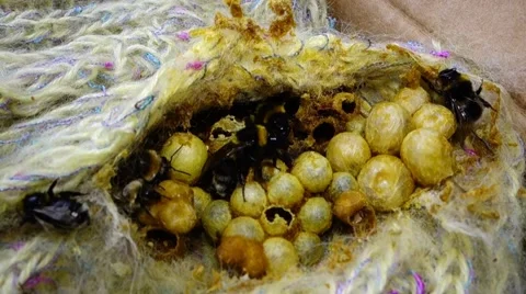 Bumblebee nest. Bumblebee Stock Footage 61747091