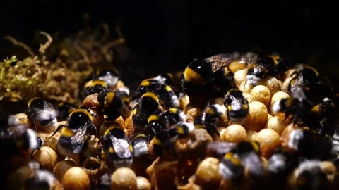 Bumblebee Nest with Queen and Workers – 4K Cinematic Footage Stock-Footage 320671612