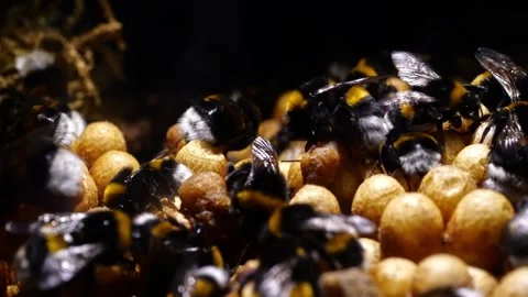 Bumblebee Nest with Queen and Workers – 4K Cinematic Camera Movement Stock-Footage 320671617