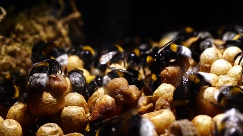 Bumblebee Nest with Queen and Workers – 4K Cinematic Footage Видео 320671618