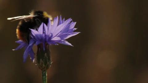 Bumblebee omn a Cornflower Stock Footage 31445190