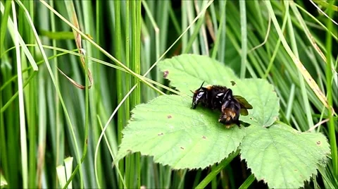 BumbleBee ongreen leaf 스톡 동영상 63384023
