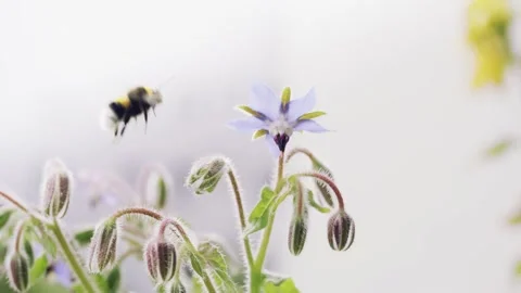 Bumblebee or Bombus terrestris taking nectar from Borago officinalis medical Stock Footage 203848434