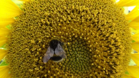 A bumblebee (or bumble bee, bumble-bee, or humble-bee), Sunflower flower agai Video stock 113572097