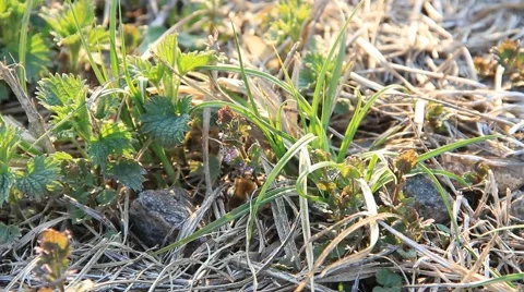 Bumblebee or bumble bee flying from flower to flower Stock Footage 54217589