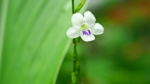 Bumblebee or Carpenter Bee seeking nectar on white Chinese violet blossom Stock Footage 217332787