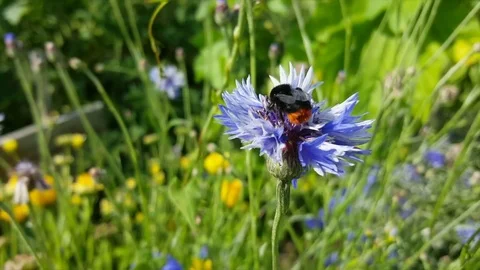 Bumblebee with orange behind collects nectar from purple flower close up, plants Vídeos de archivo 77927792