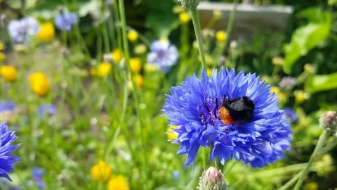 Bumblebee with orange behind collects nectar from purple flower close up Vídeos de archivo 77927939