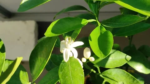 Bumblebee on orange blossoms 스톡 동영상 278348443