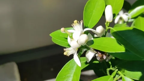 Bumblebee on orange blossoms 스톡 동영상 278348444