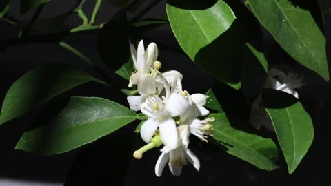 Bumblebee on orange blossoms 스톡 동영상 278348446