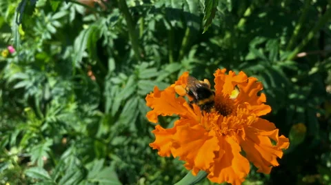 Bumblebee on orange flower Stock Footage 68498166