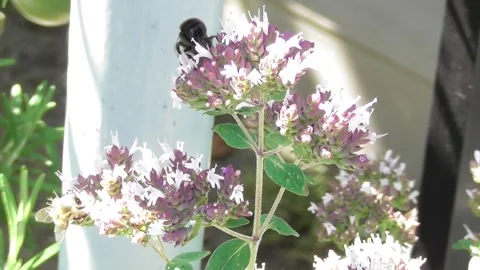 Bumblebee on oregano flowers Video stock 339365769