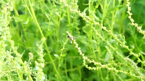 Bumblebee On Over Grown Spinach Stock Footage 136818594