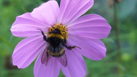 Bumblebee on pale pink flower Stock Footage 83433735