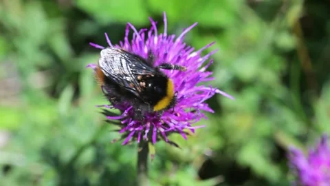 Bumblebee parasitized by some ticks, tick, bumblebee , fly away, hymenoptera, Vidéo 313590913