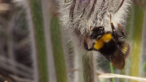 Bumblebee on pasque flower Video stock 69912973