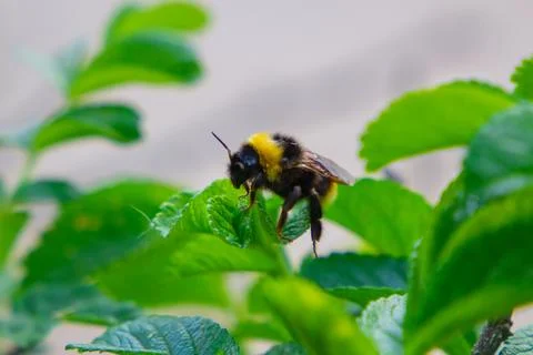Bumblebee Perched On A Green Leaf  Stock Photos