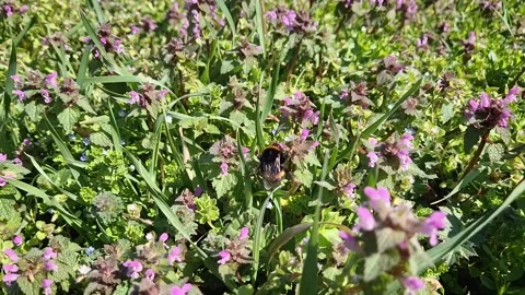 Bumblebee perched on purple dead-nettle flowers in the spring meadow. Springtime Stock Footage 304809183