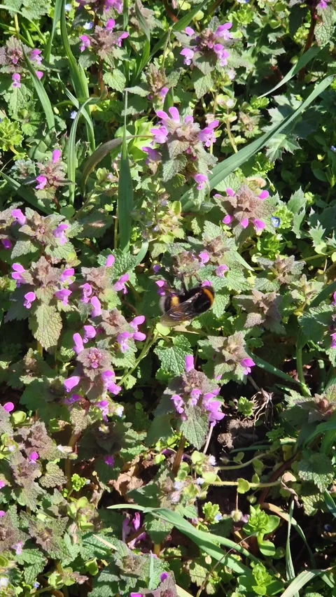 Bumblebee perched on purple dead-nettle flowers in the spring meadow. Springtime Stock Footage 304809185