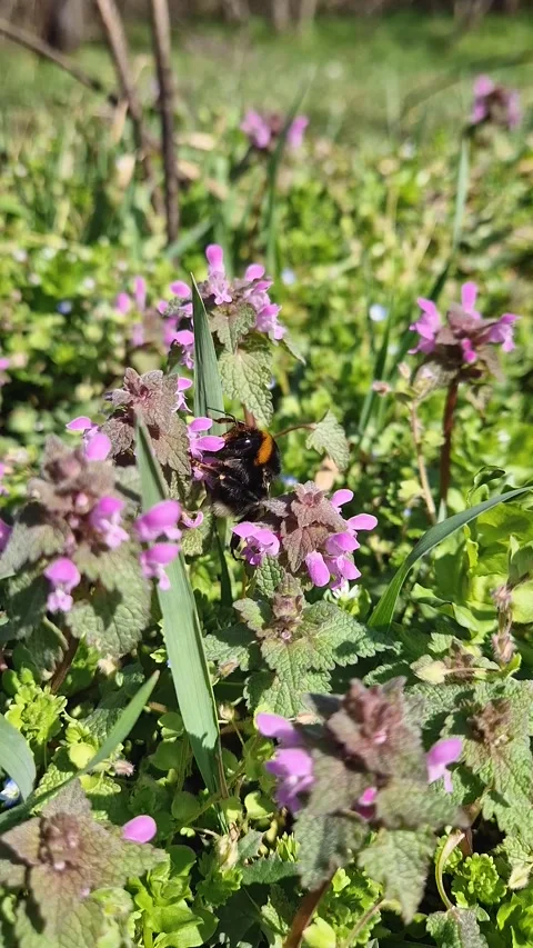 Bumblebee perched on purple dead-nettle flowers in the spring meadow. Springtime Stock Footage 304809187