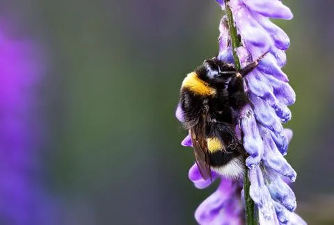 Bumblebee in a perplex ere flower Stock Photos